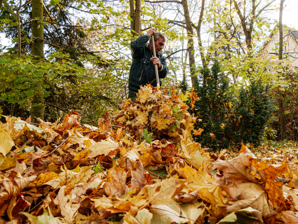 Mann kehrt Laub